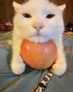 cat-with-an-apple-to-brighten-your-day.webp