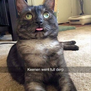 snapchat-of-cross-eyed-cat-sticking-tongue-out.jpg