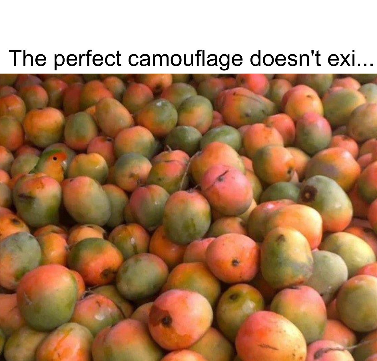 perfect camuflage does not exist